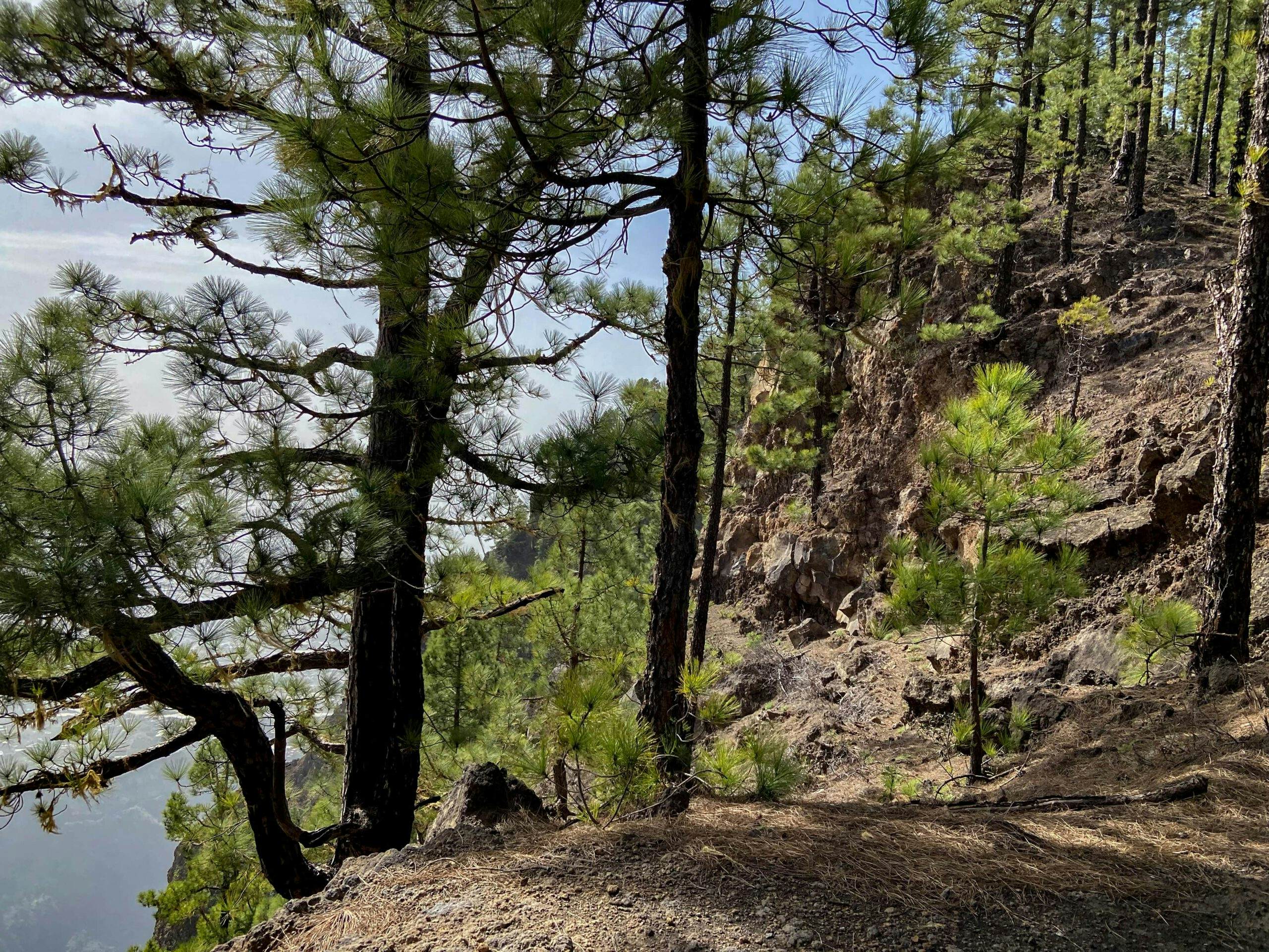 Nahe am Gipfel - Hoya Grande mit Aussicht