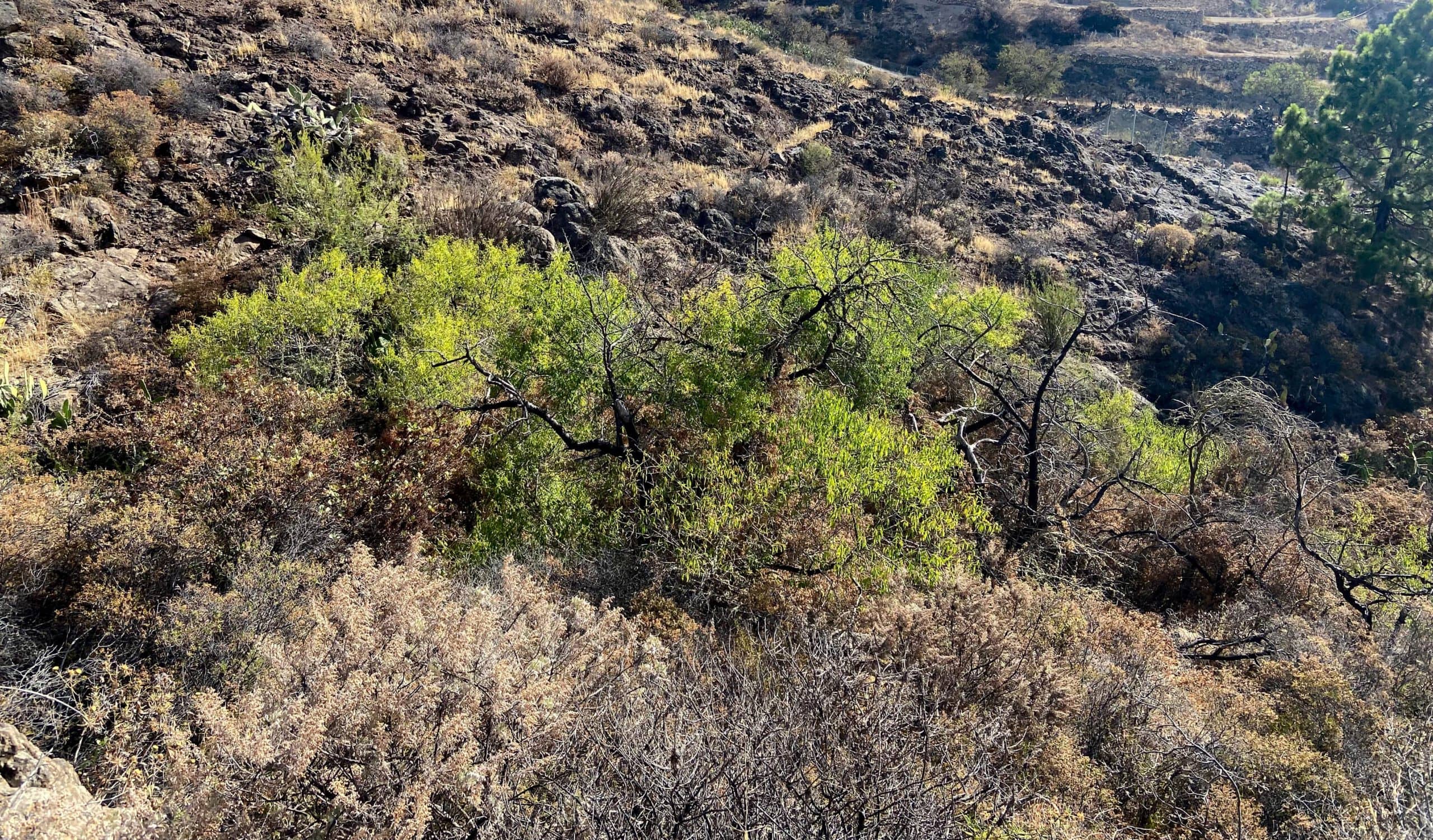 Hiking trail through a small gorge