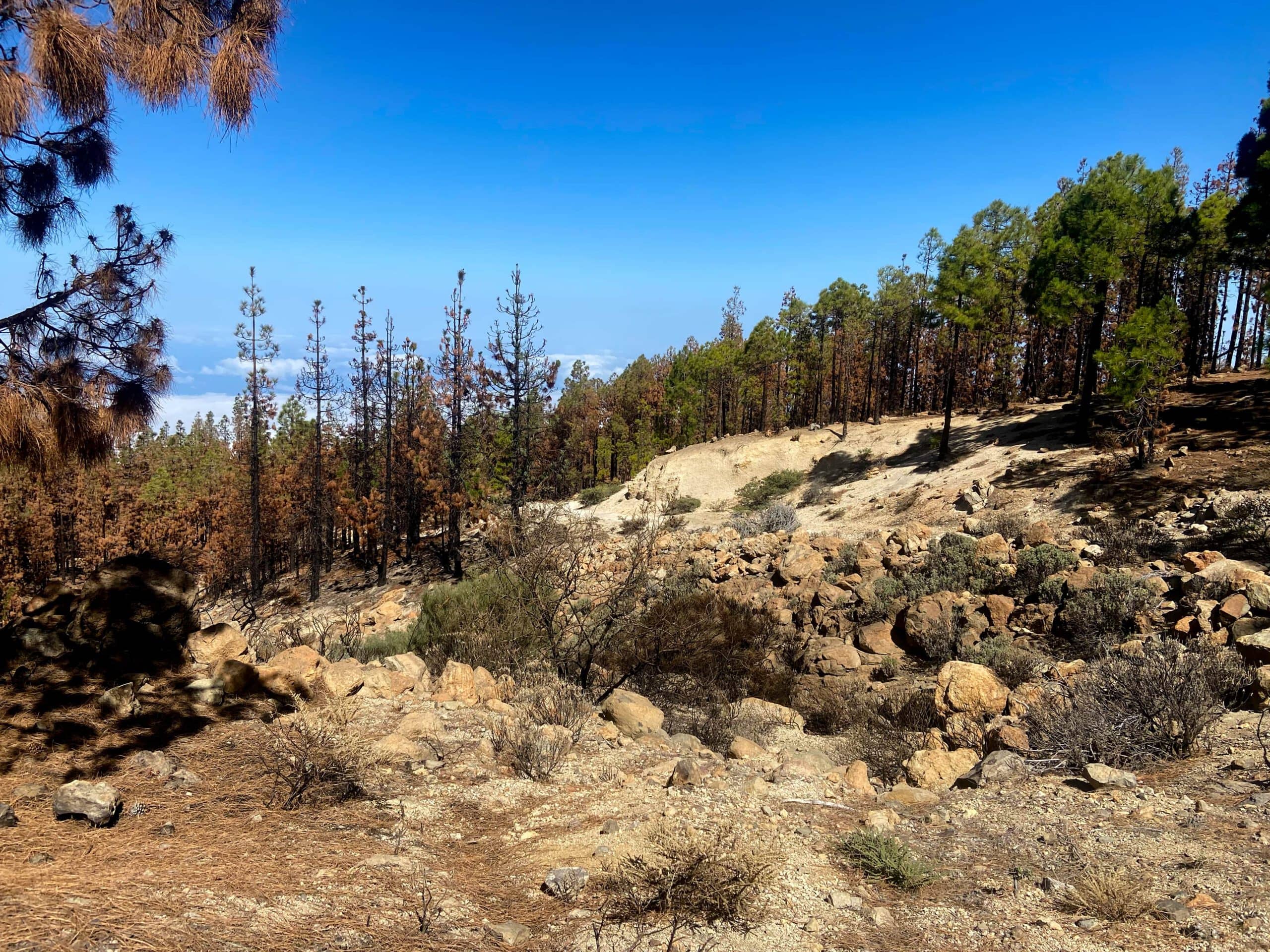 Transition of the pine forest areas to the rugged rocky landscape