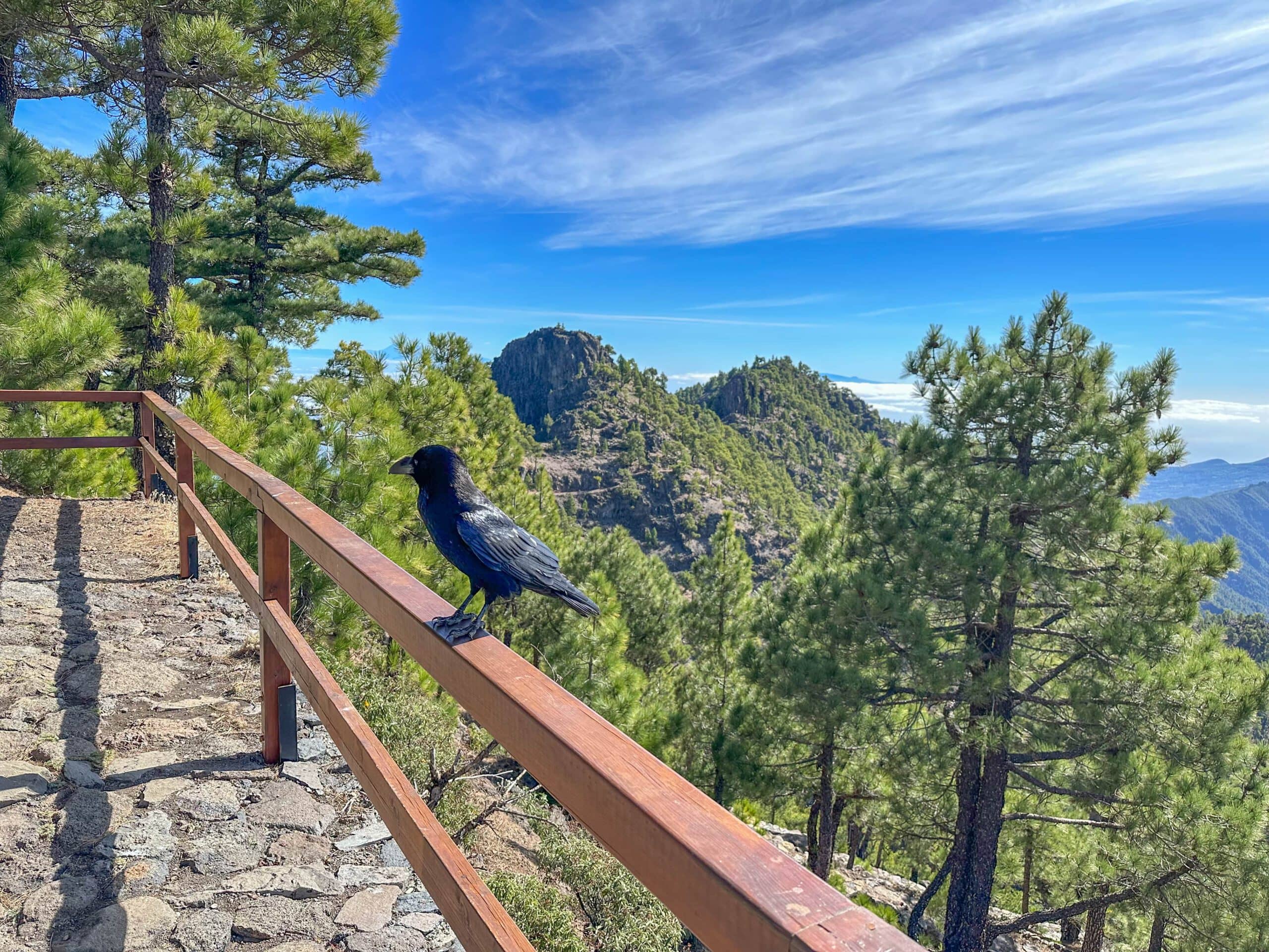 Raven at Refugio Punta de Los Roques - very tame, but watch out. The ravens pounce on everything edible.