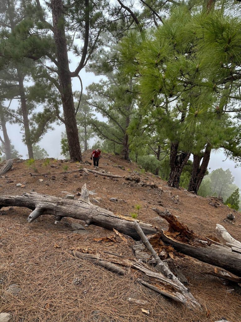 Steep ascent on narrow paths over pine needles to Pico Igonse