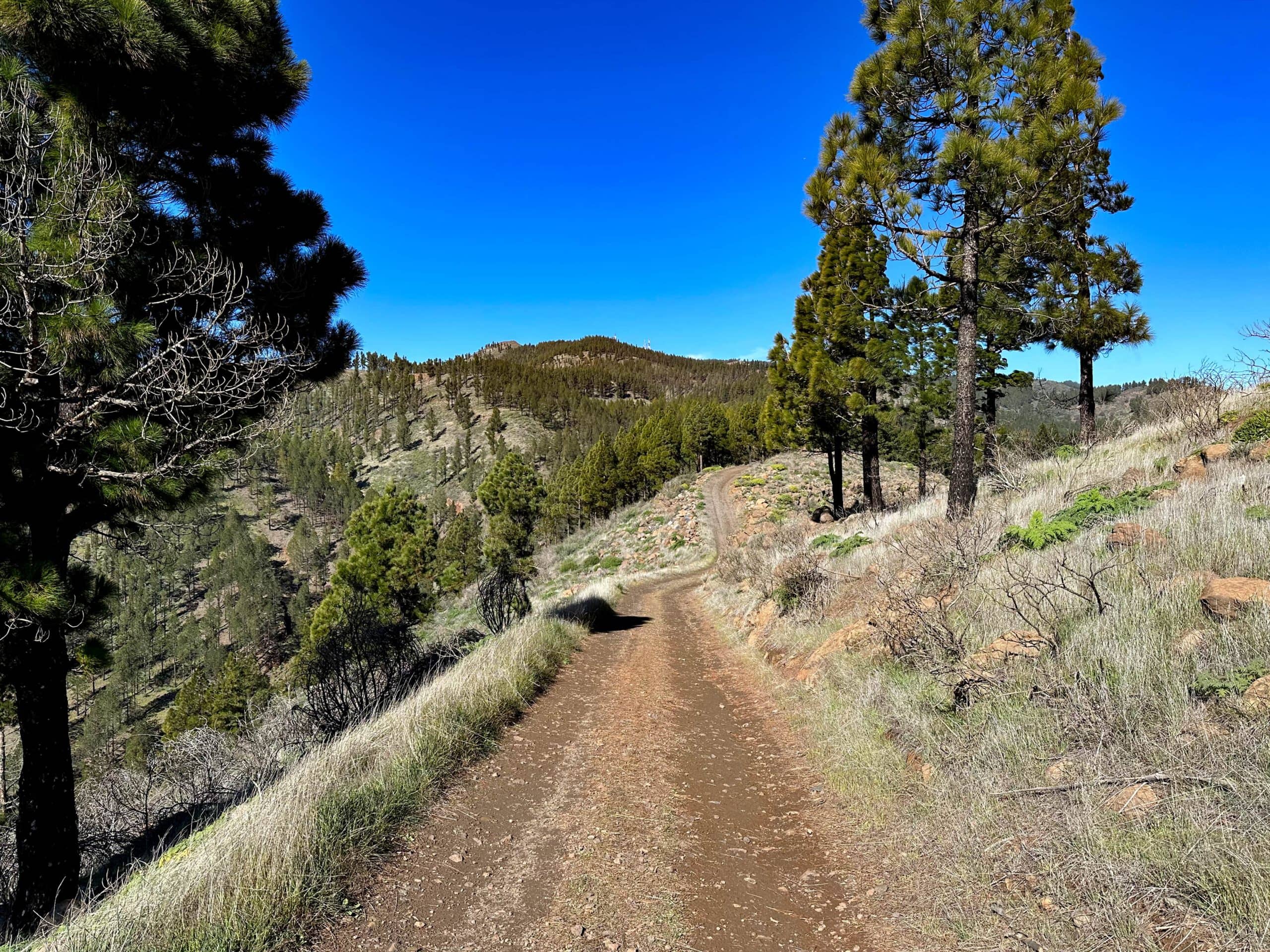 Wide driveway as a hiking trail above the Barranco Guayadeque on the Cumbre