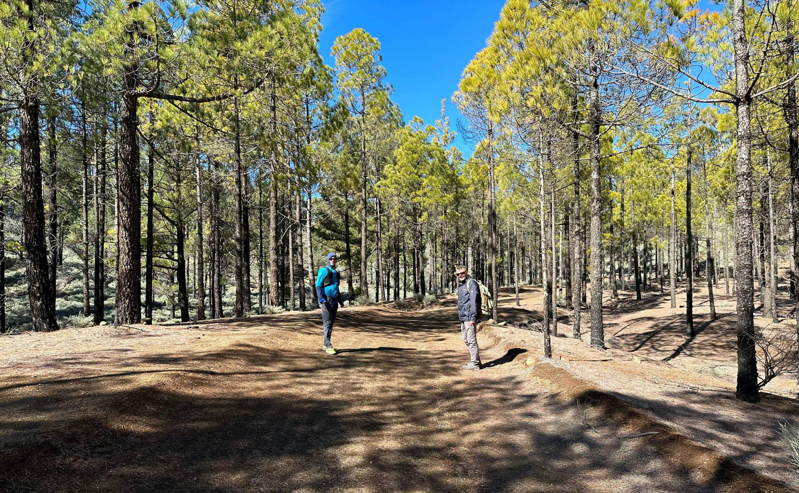 Hikers on the forest path on the Cumbre shortly before the turn-off towards Santa Lucia de Tirajana