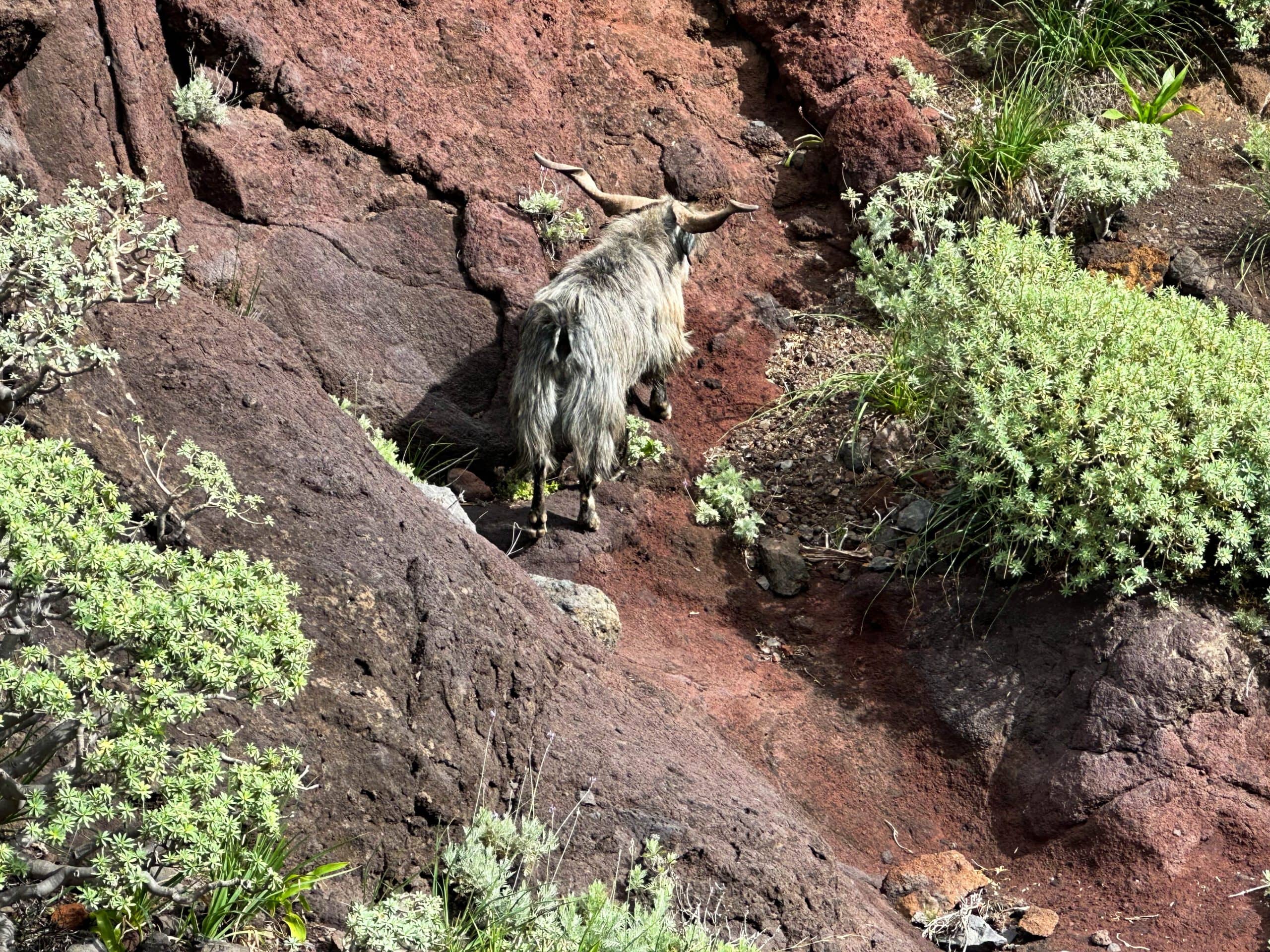 en el Barranco Anosma se encontrará con cabras salvajes