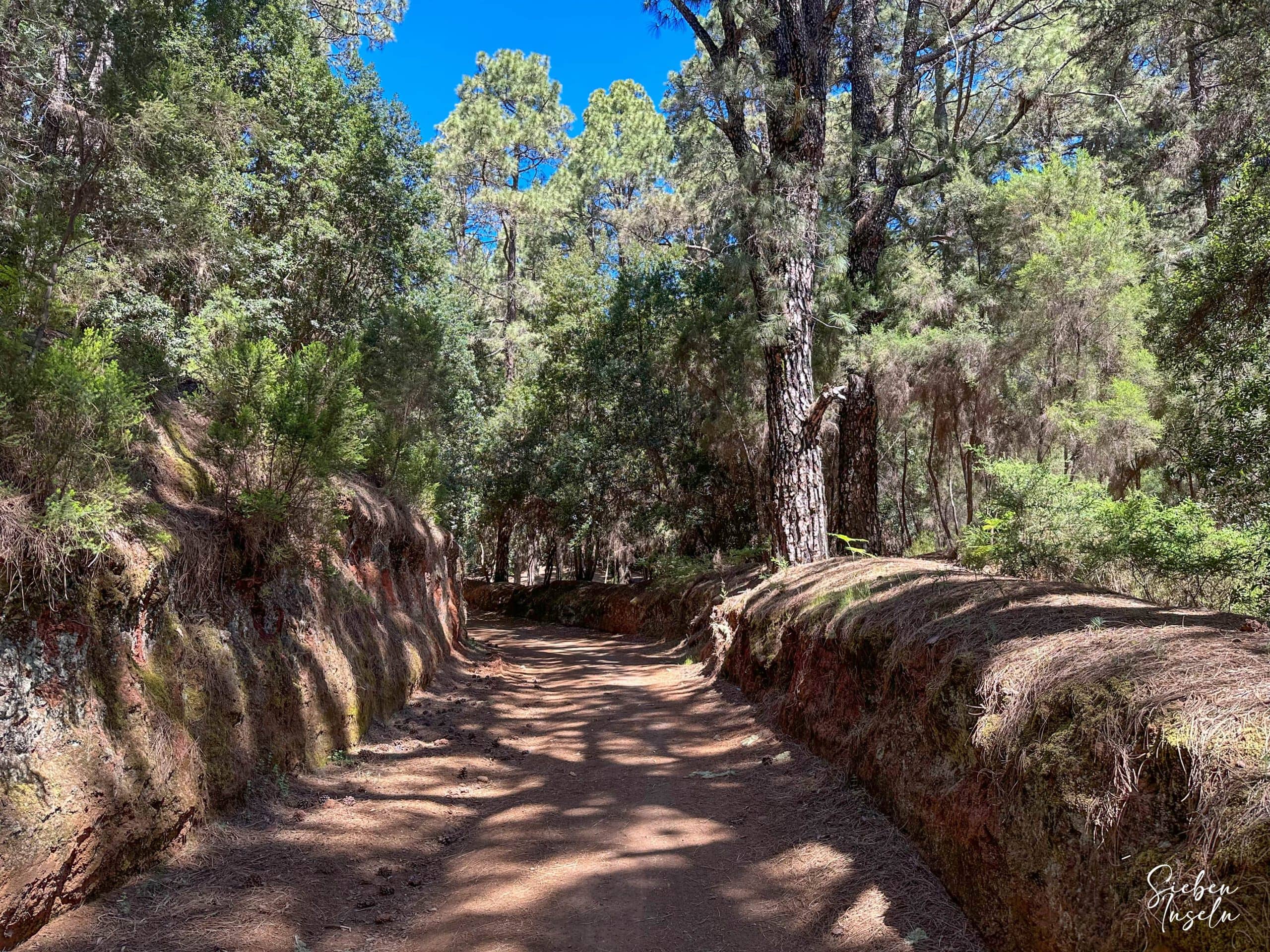 Ruta de senderismo en las alturas a través del bosque