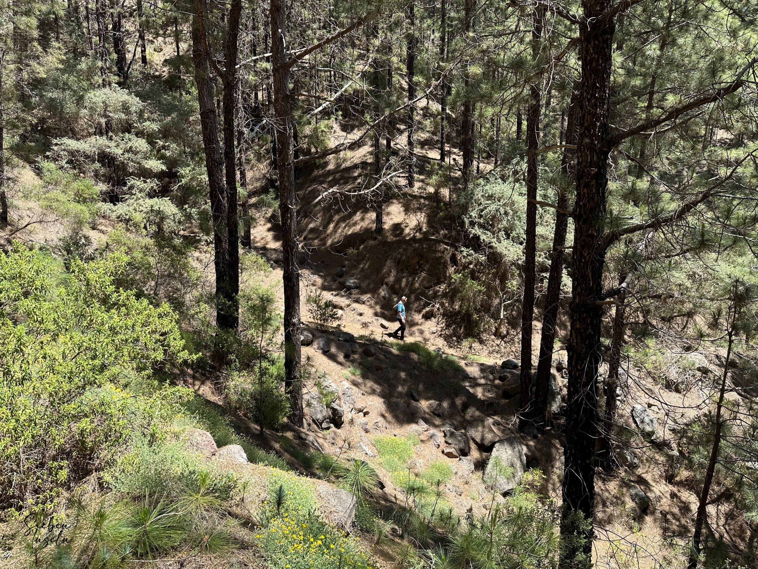 Senderista en el sendero de descenso en el espacio protegido de La Lagunetas en el bosque hacia Igueste de Candelaria