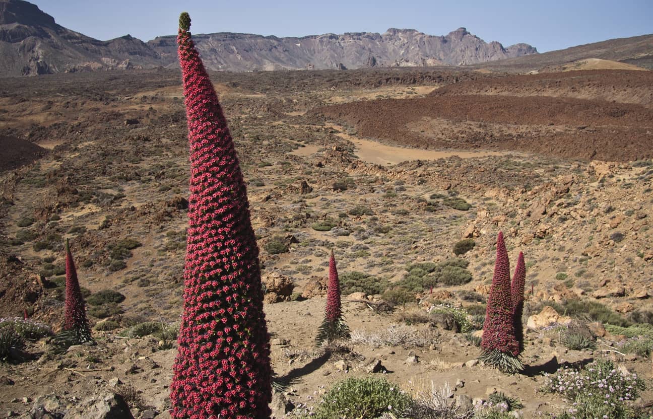 On hikes in May and June, you will discover many Tajinasten on the approach and on the trail