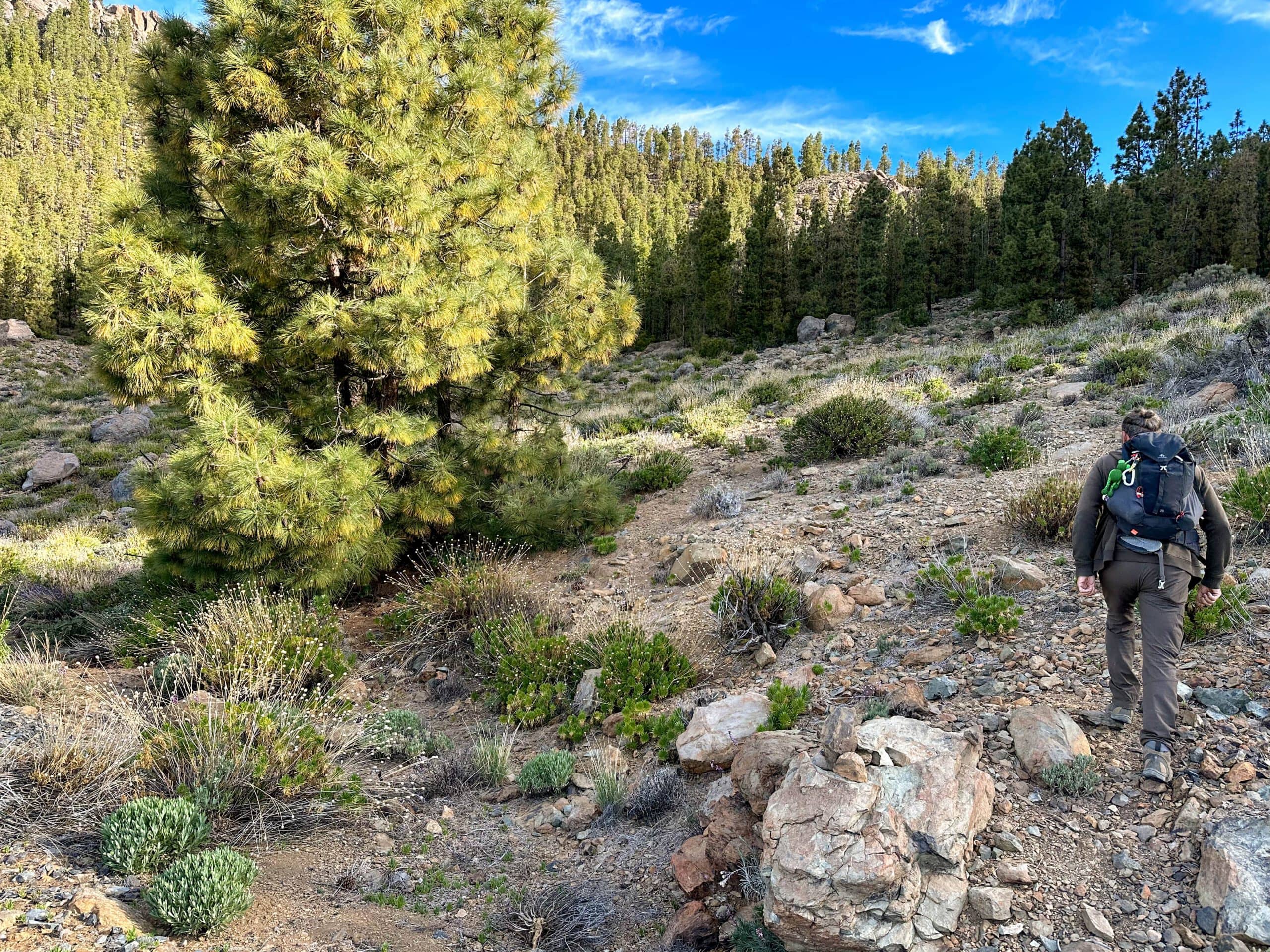 Start of the hike between Las Lajas and Boco Tauce on TF-21