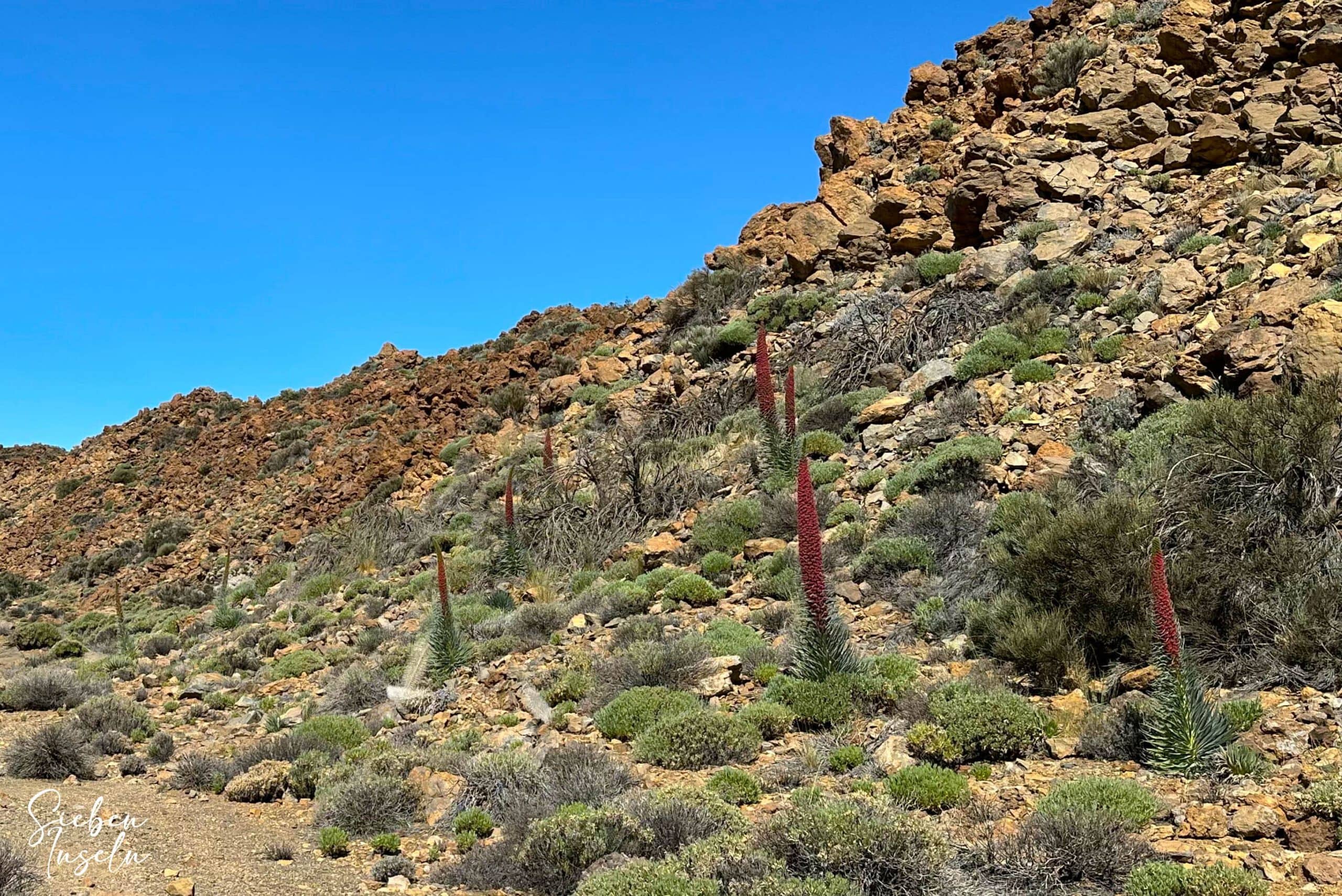 Tajinaste al borde del camino - sendero S-4