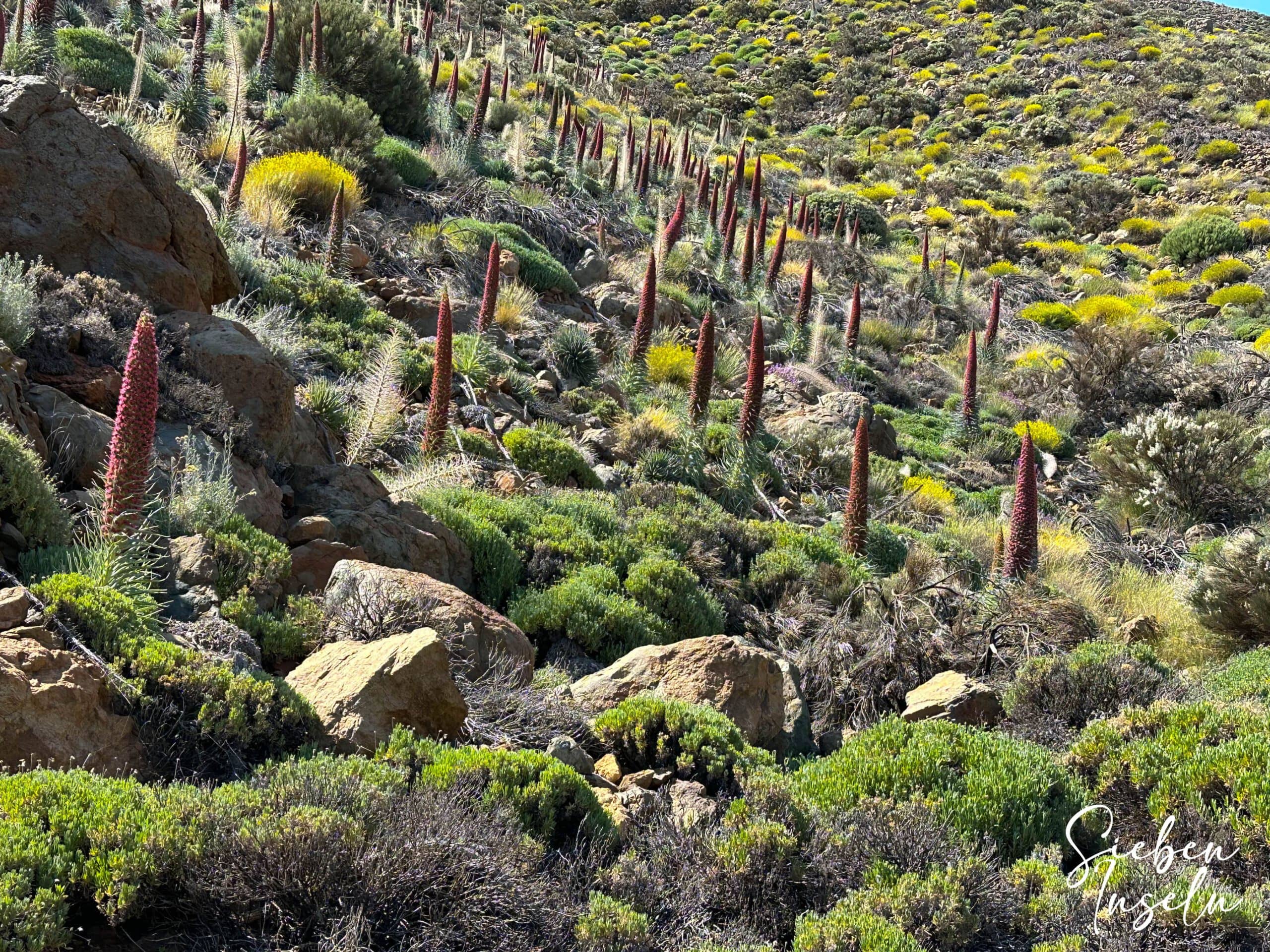 Tajinasten on the Cañada slopes - hiking trail S-4