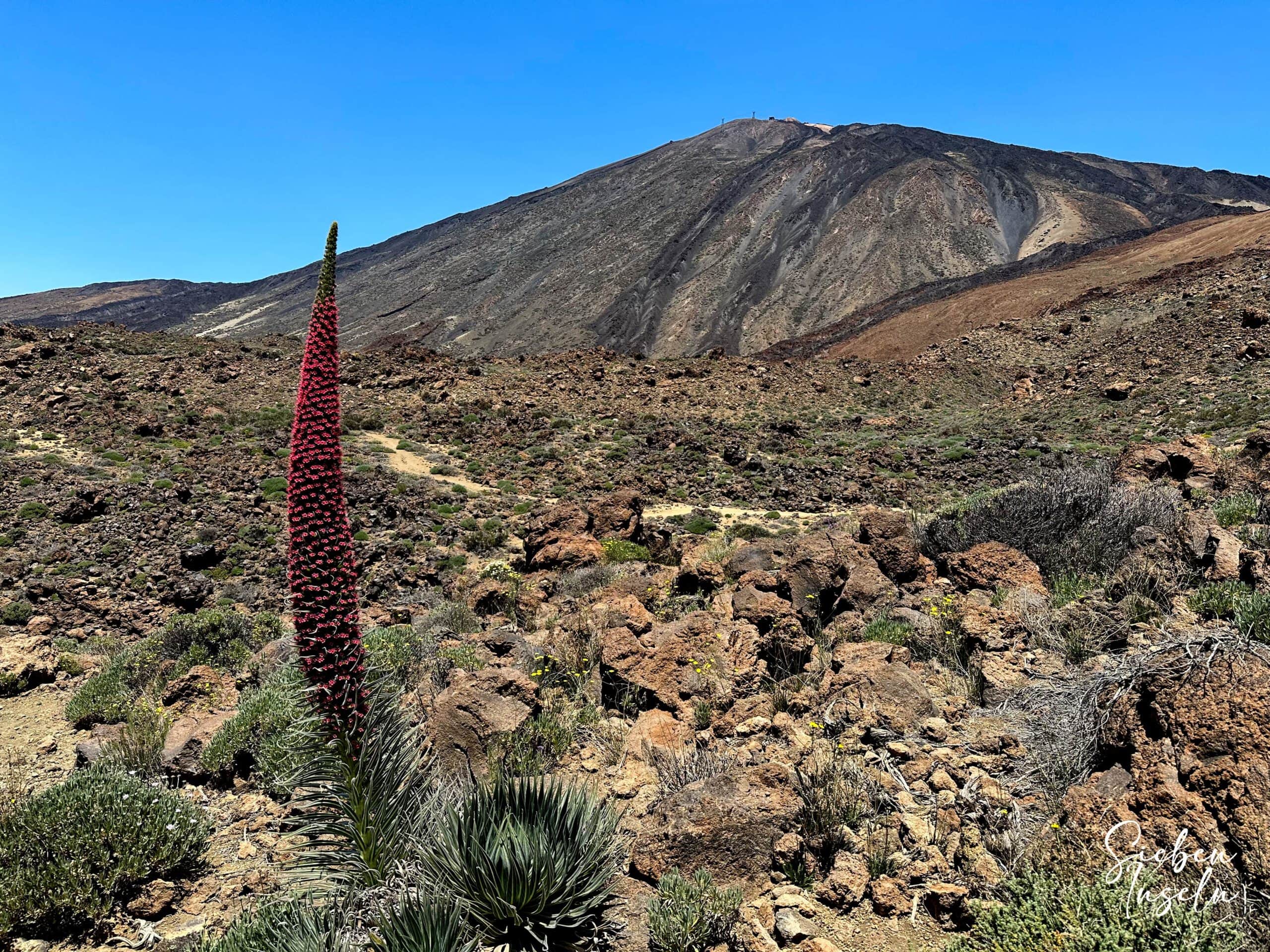 Tajinaste vor dem Teide