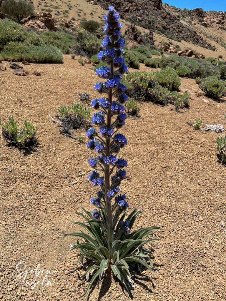 Seltene blaue Tajinaste am Wegesrand (zu finden Mai, Juni jeden Jahres)