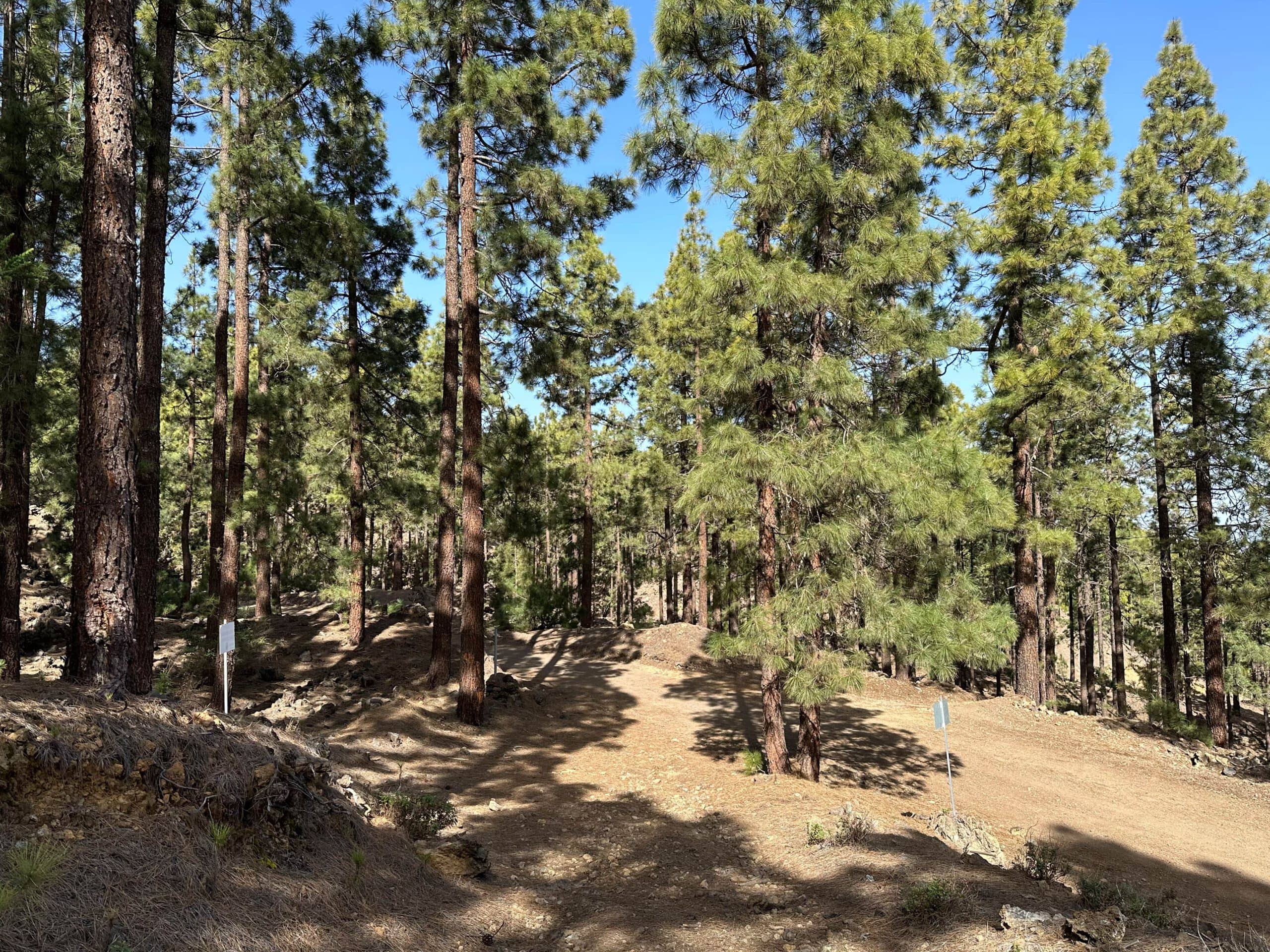 Ascent path through the forest