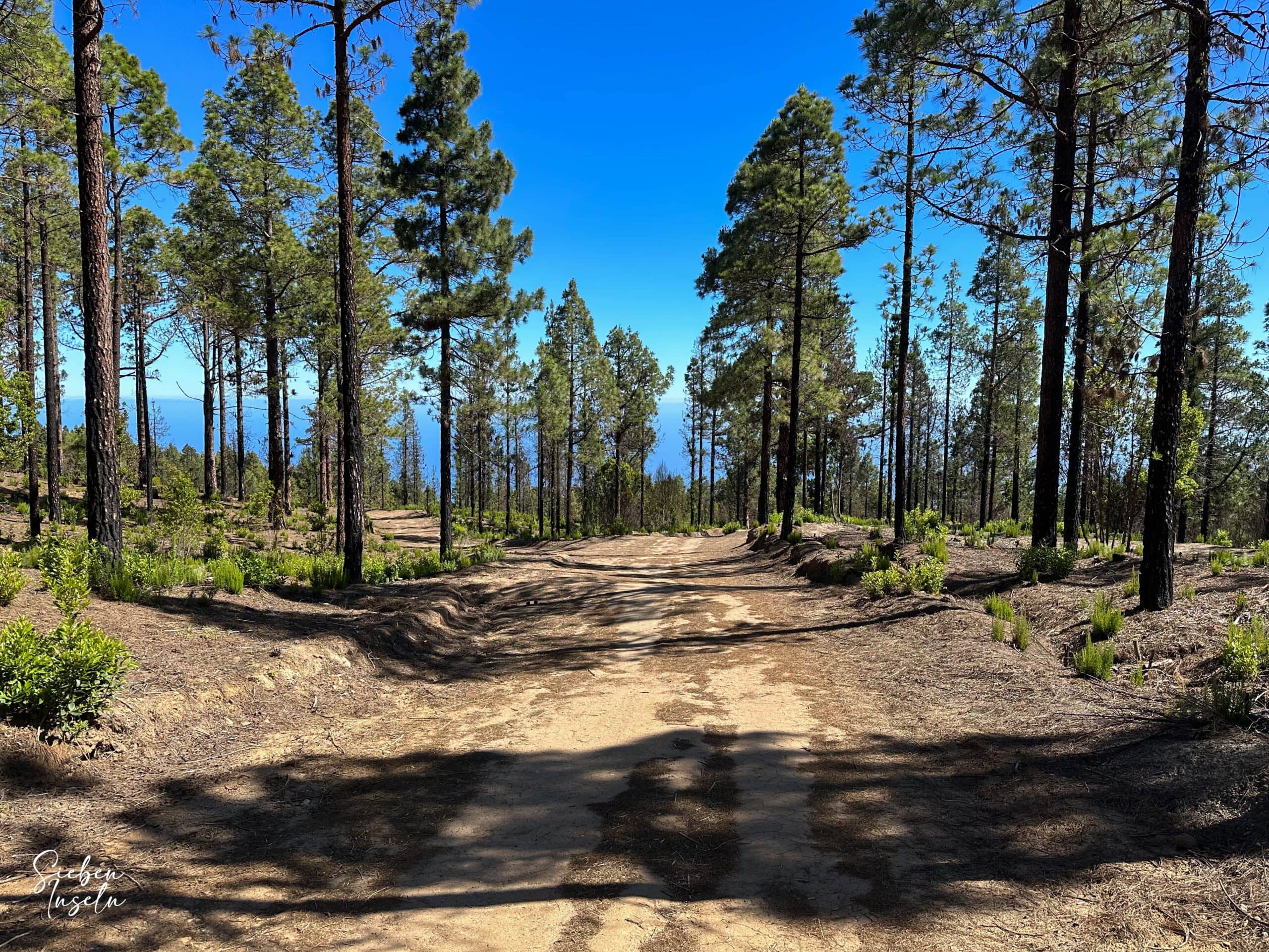 Forest track on the ascent path in the pine forest