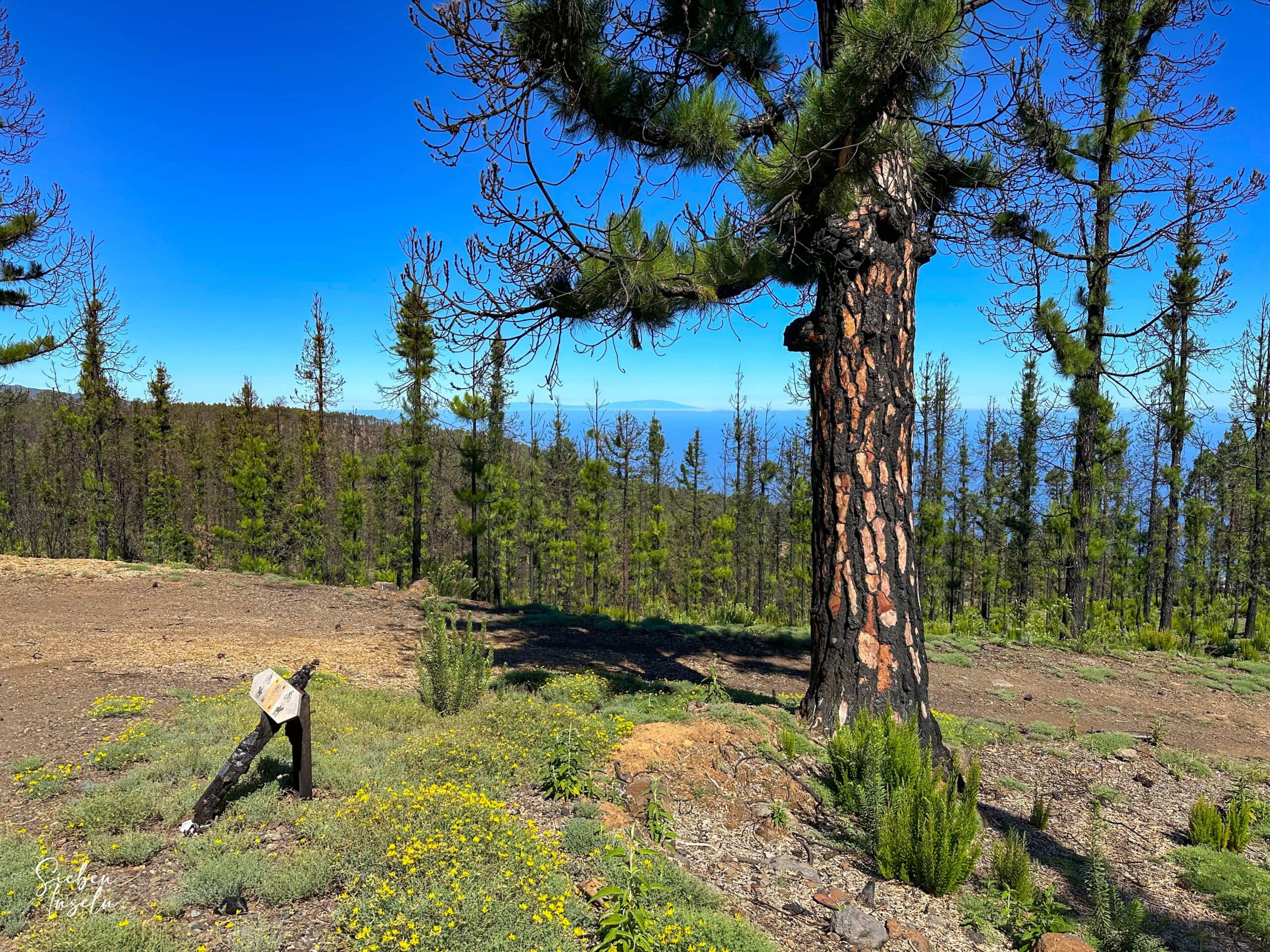 Blick durch den Kiefernwald auf die Nachbarinsel La Palma