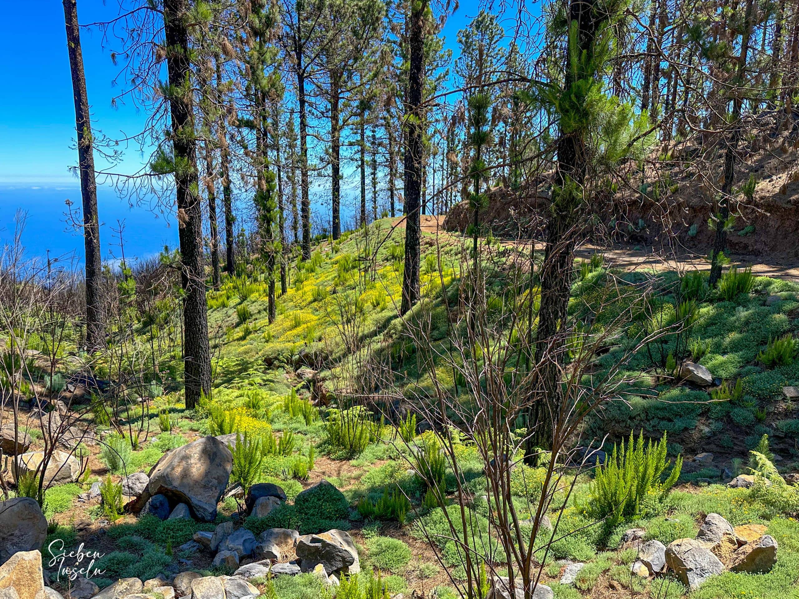 El sendero atraviesa varios barrancos en el pinar.