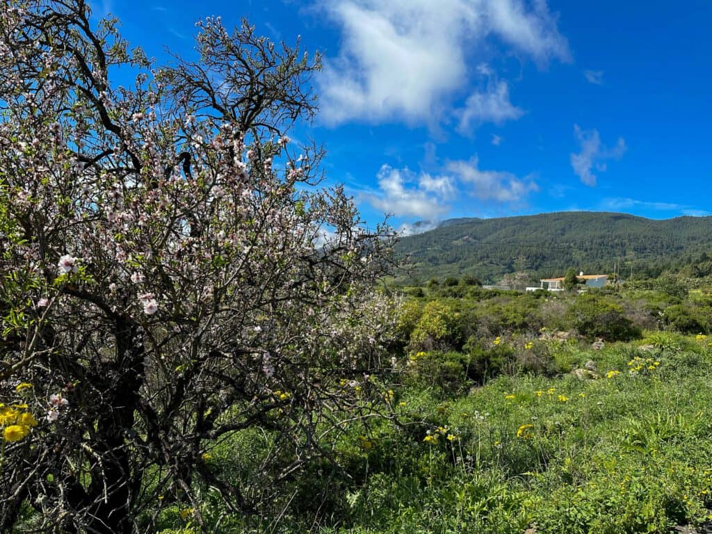 Wandern auf Teneriffa - Wanderweg bei Las Barreras