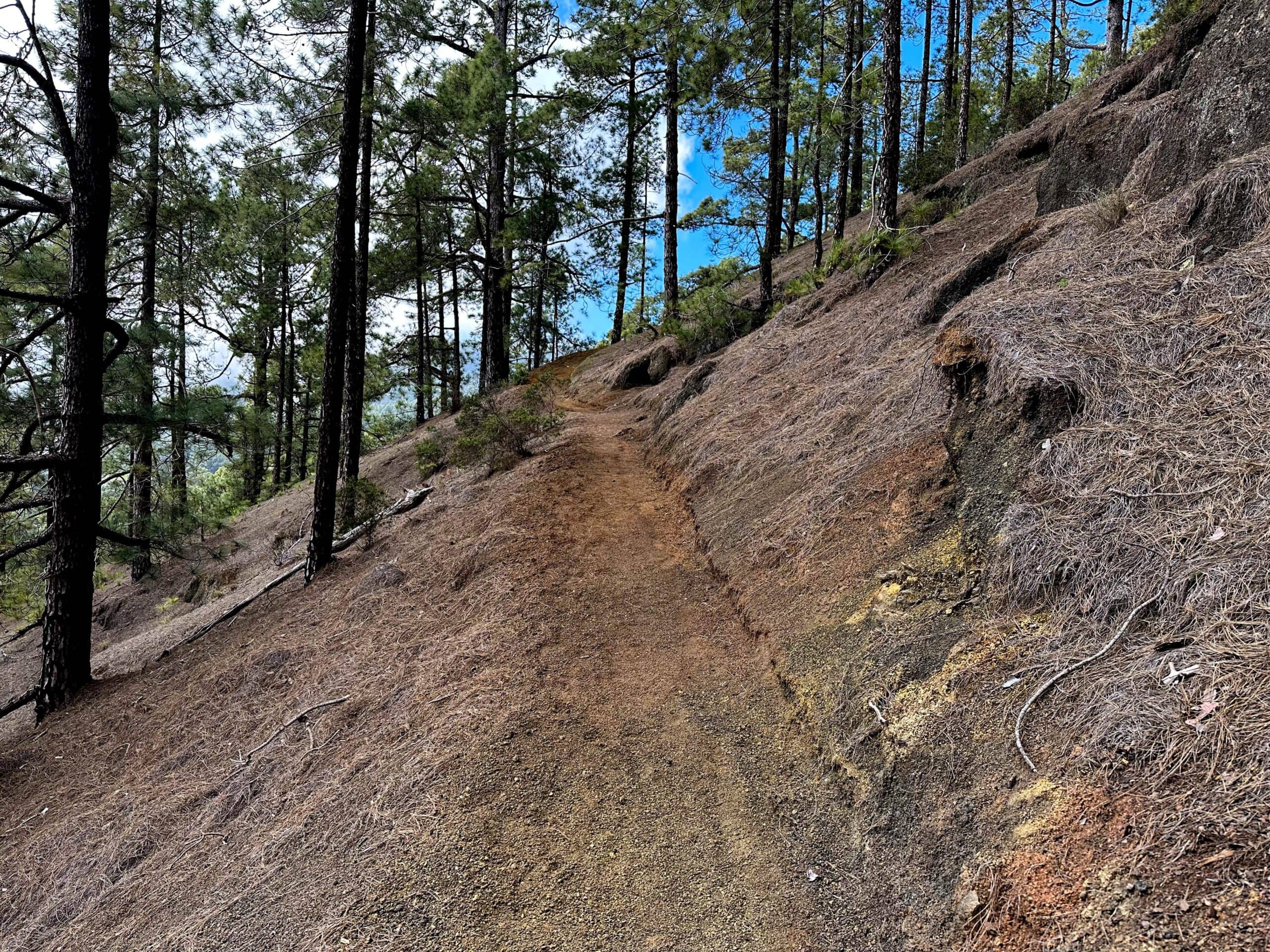 Hiking trail through the forest