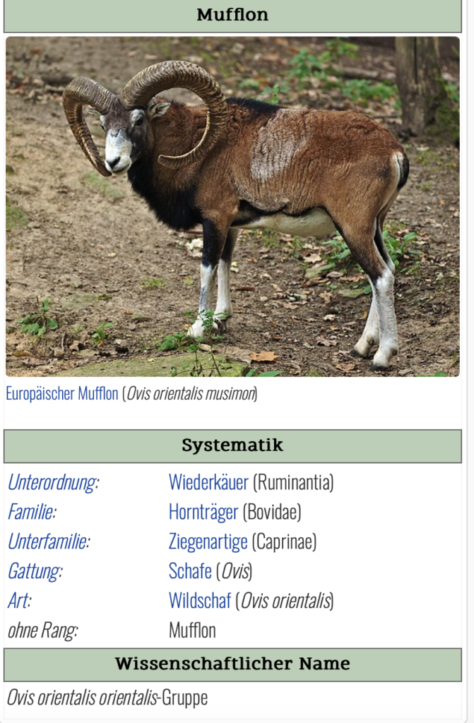 Mouflon ram - Picture:
https://www.biologie-seite.de