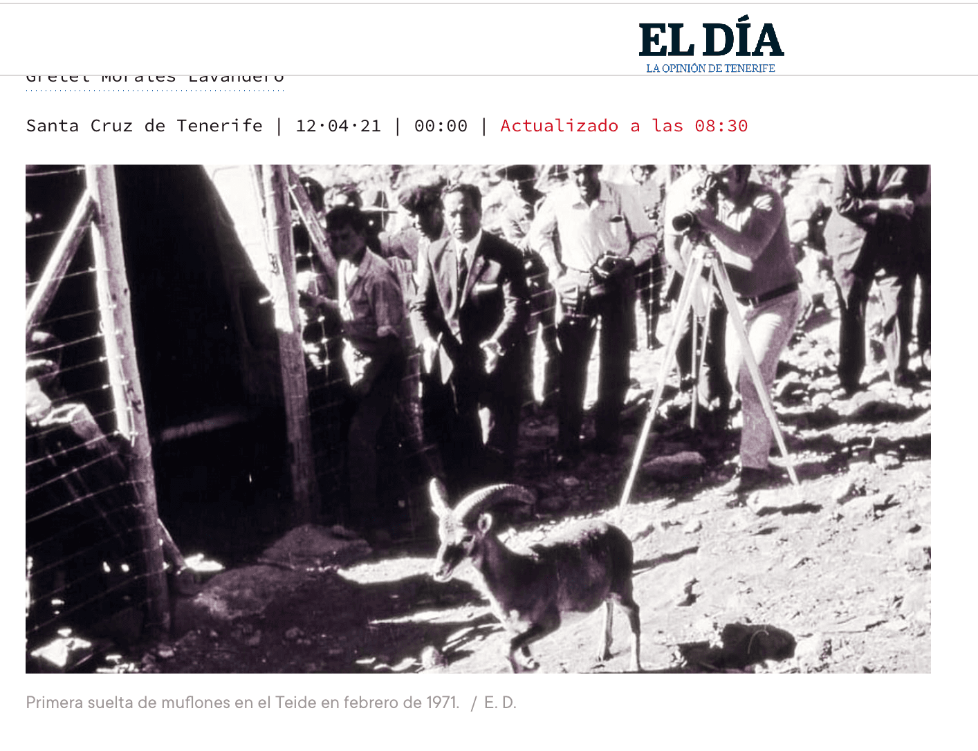 Im Februar 1971 wurde das 1. Mufflon in den Cañadas ausgewildert - Foto EL DÌA