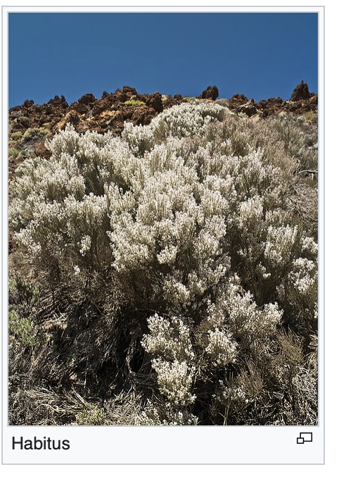 the endemic Teide broom, which mouflons like to eat - photo Wikipedia