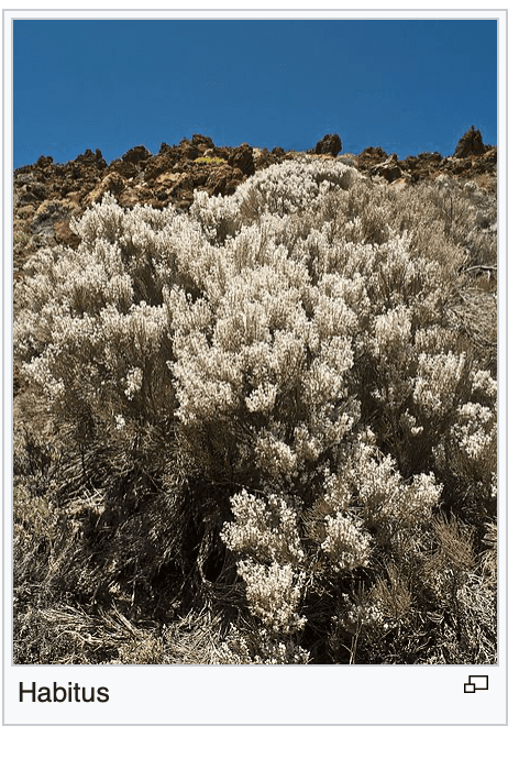 La endémica retama del Teide, que a los muflones les gusta comer - Foto Wikipedia