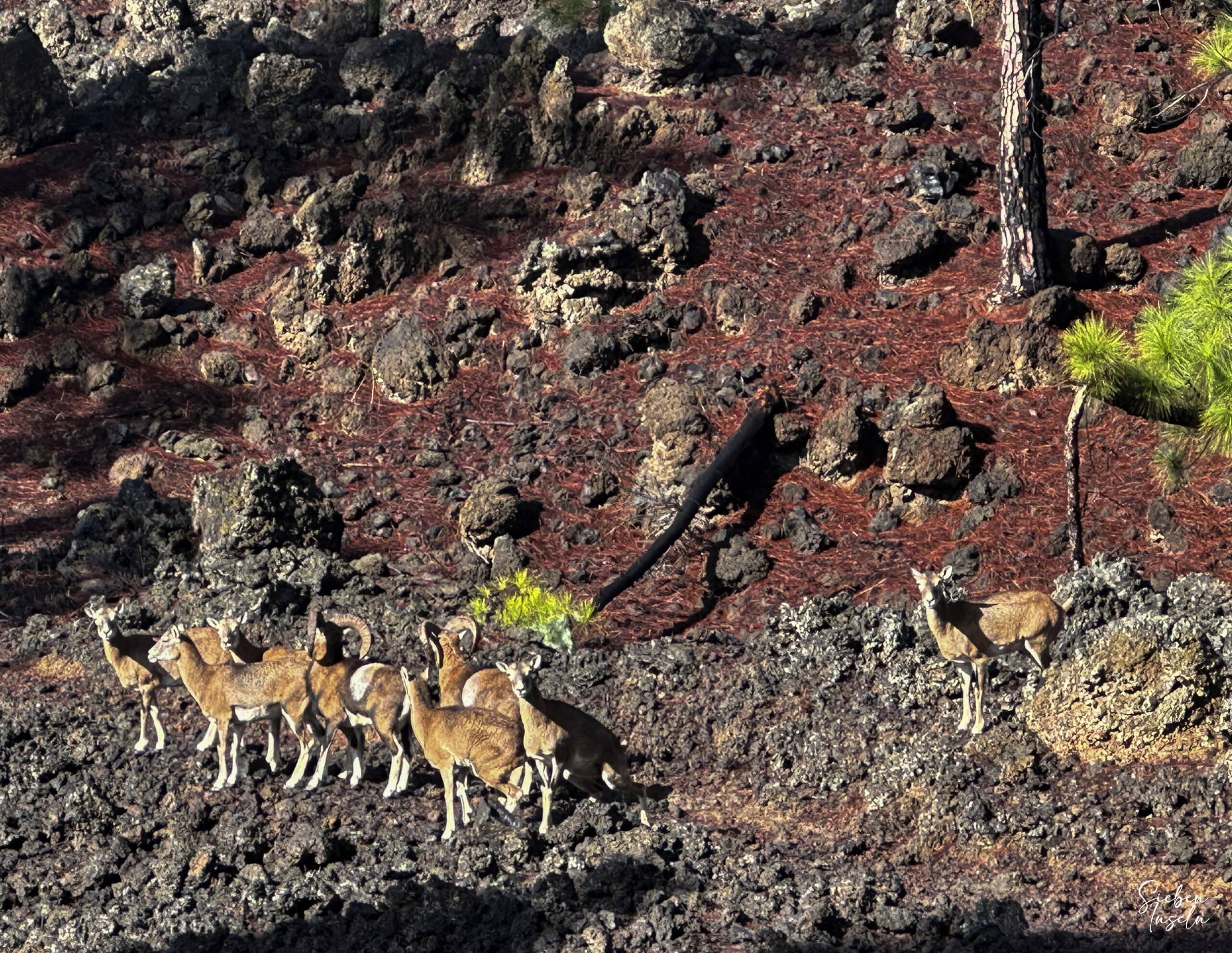 Mouflons up close