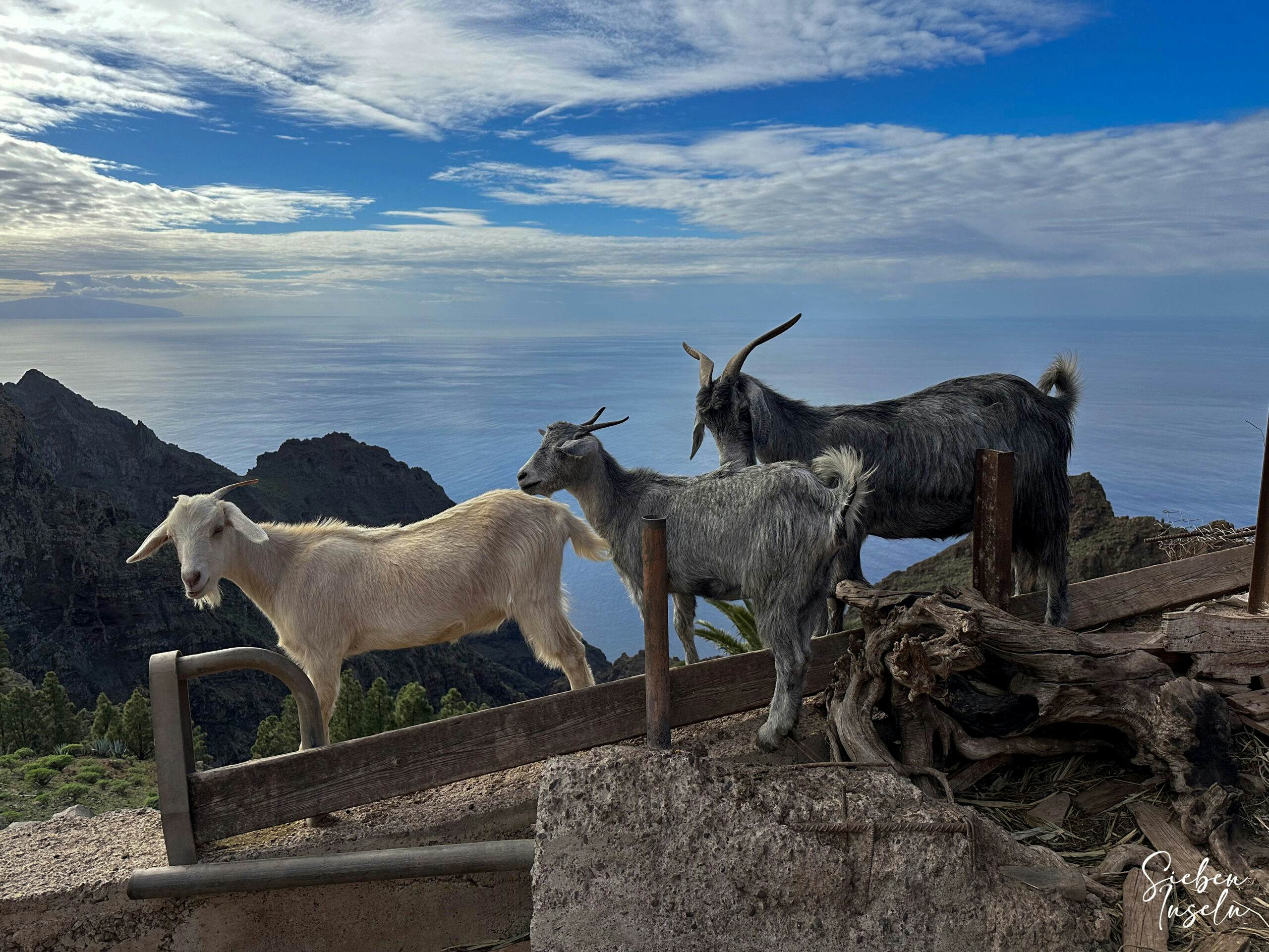 Cabras al borde del camino en lo alto de Valle Gran Rey