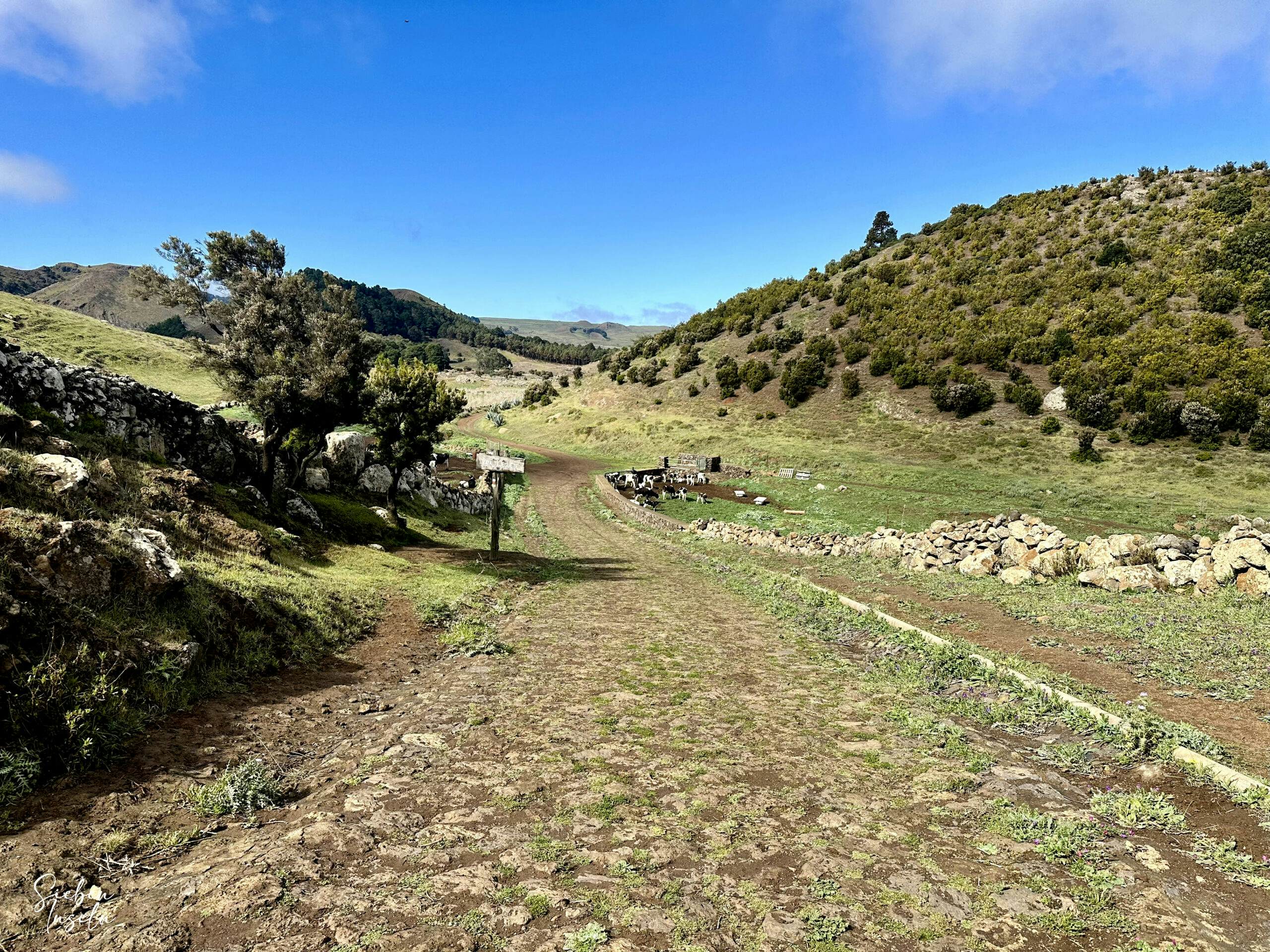 Camino de la Virgen hiking trail behind San Andrés amidst lush pastures and cows