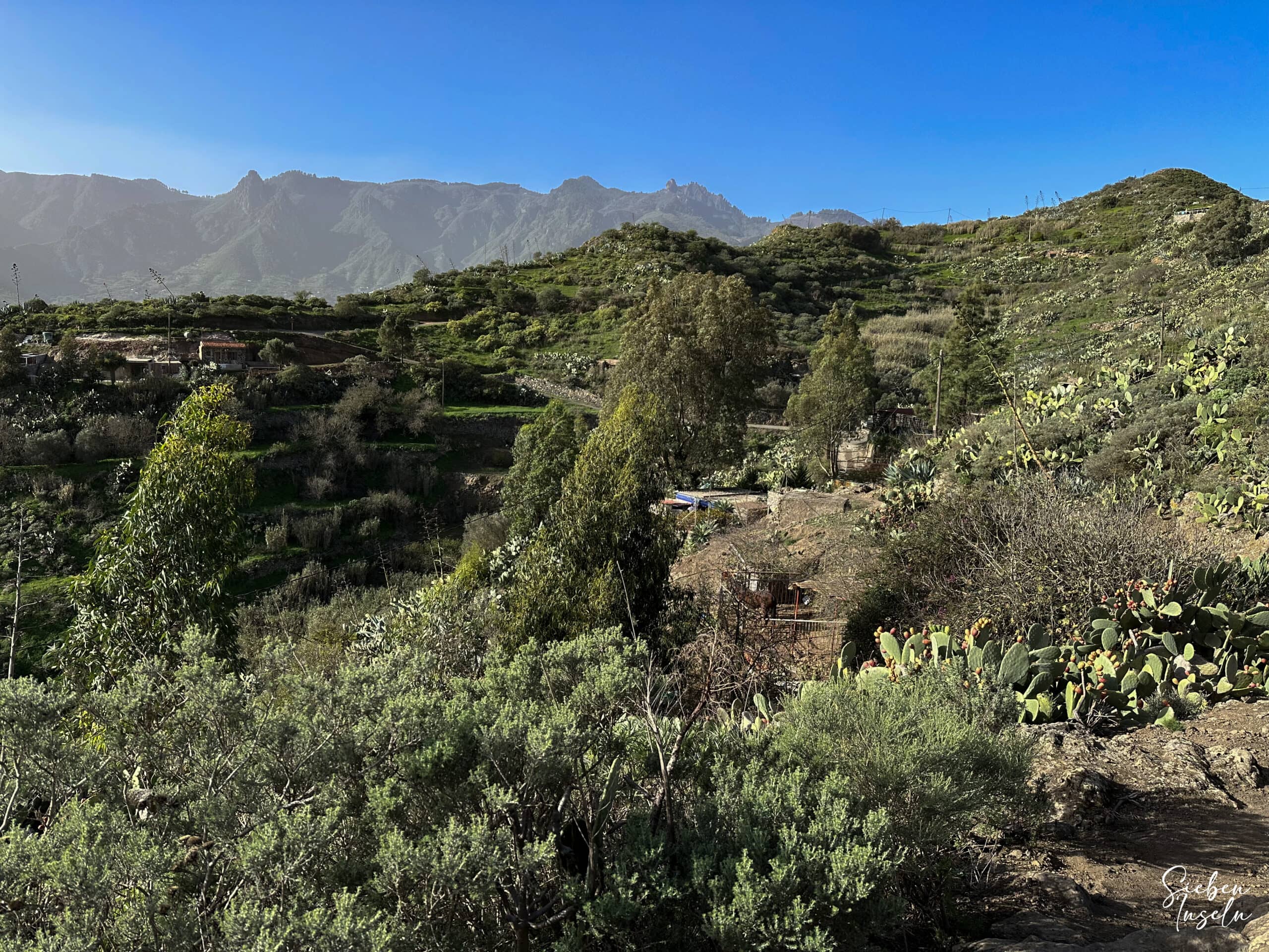 Wanderweg über Vega de San Mateo durch grünes Buschland und vorbei an kleinen Gärten und Häusern