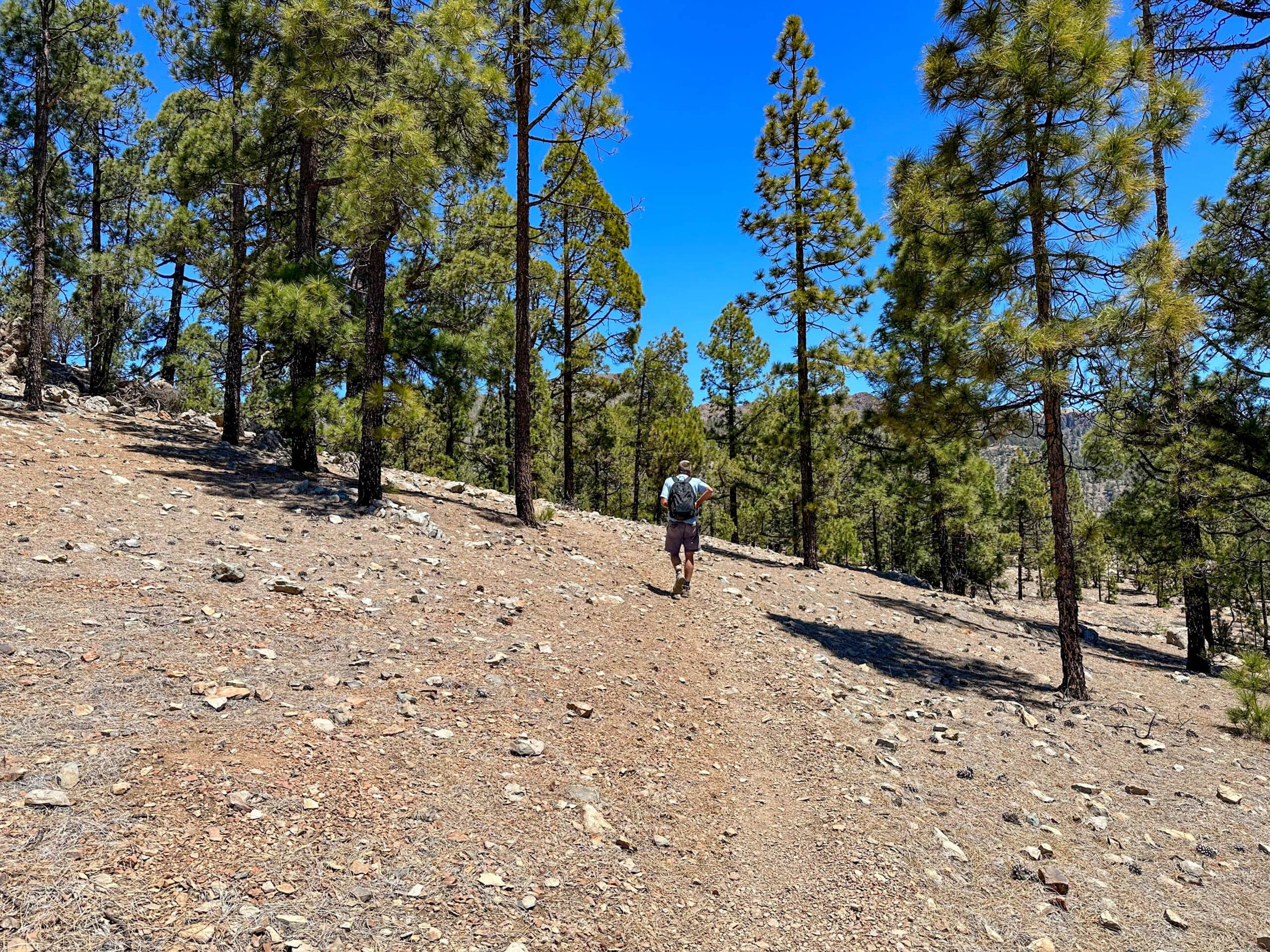 Ruta de senderismo por pinares bajo la Montaña de Las Lajas