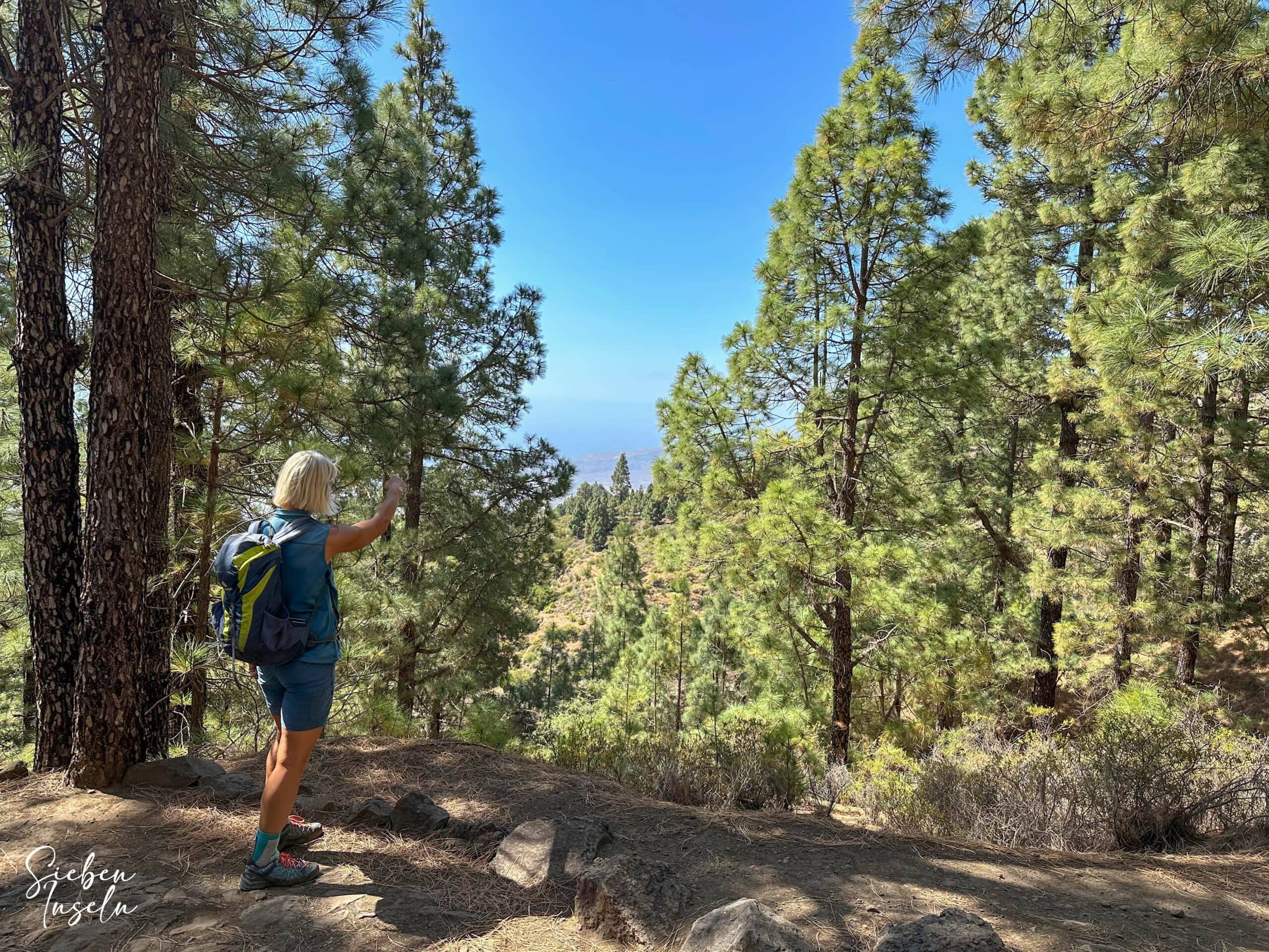 Por el sendero alto en el pinar con maravillosas vistas