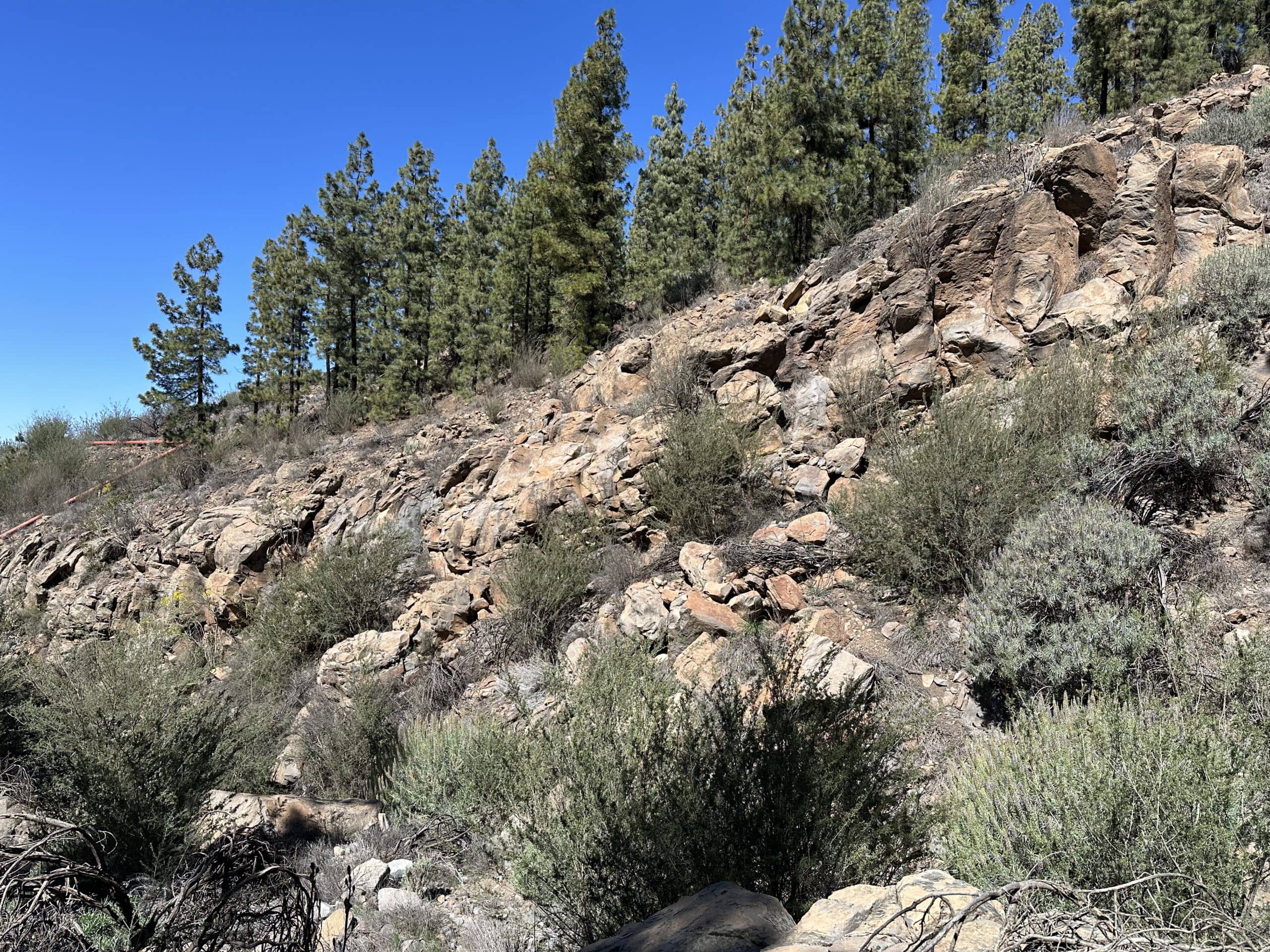 At the top of the hiking trail, you slowly enter the pine forest