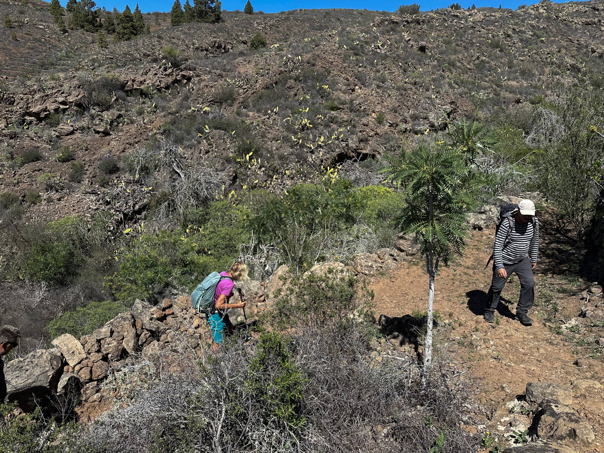 Hikers on the PR TF 69 hiking trail between Las Fuentes and Vera de Erques