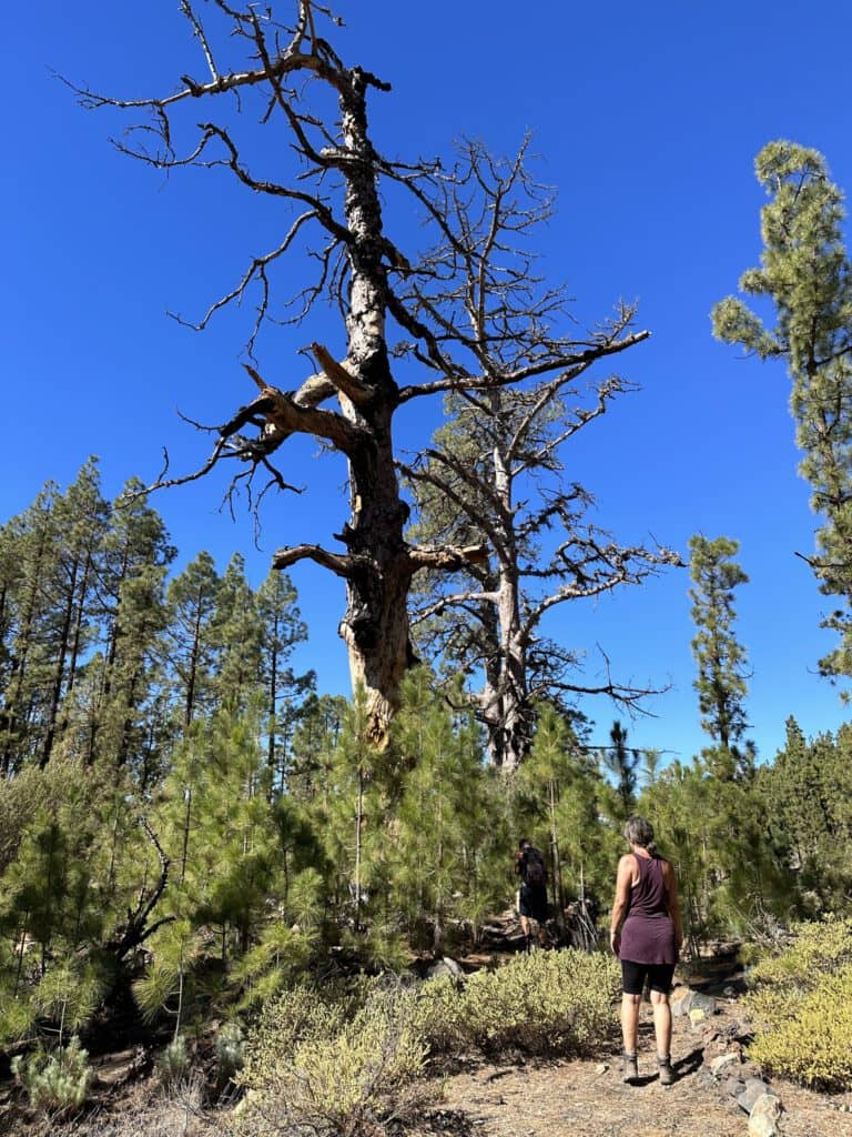 Senderismo entre árboles gigantes al borde del camino